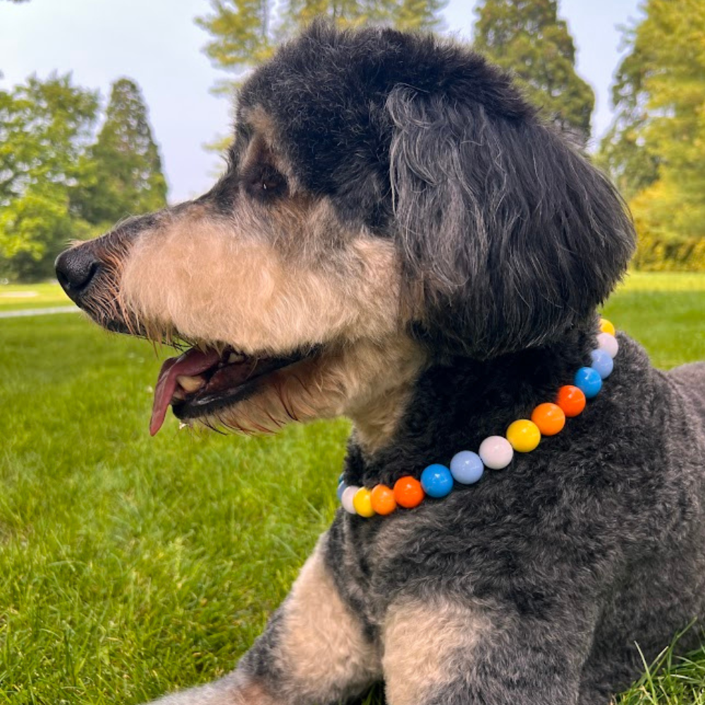 Solar Flare Acrylic Bead Dog Collar