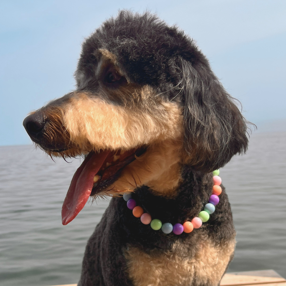 Candy Comet Acrylic Bead Dog Collar
