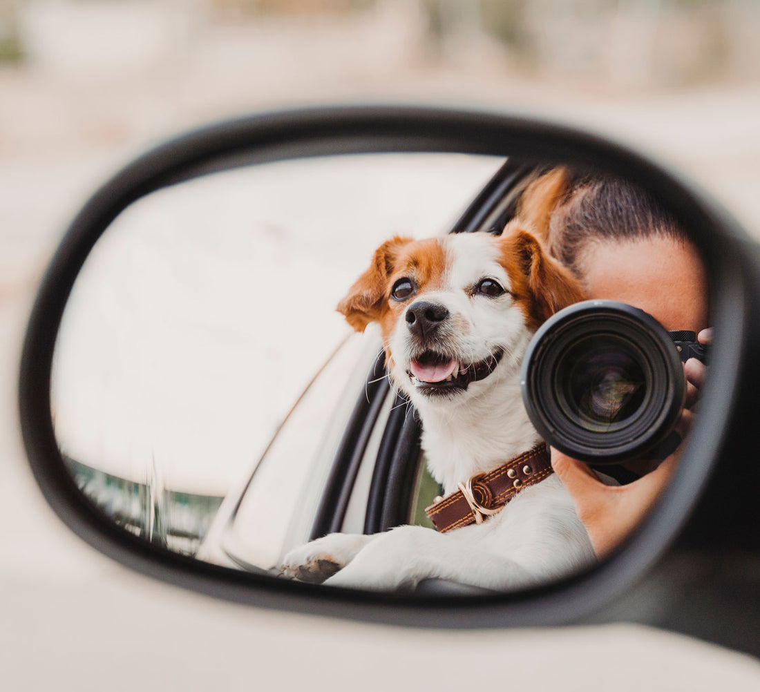 8 Tips for Taking Great Photos of Your Dog