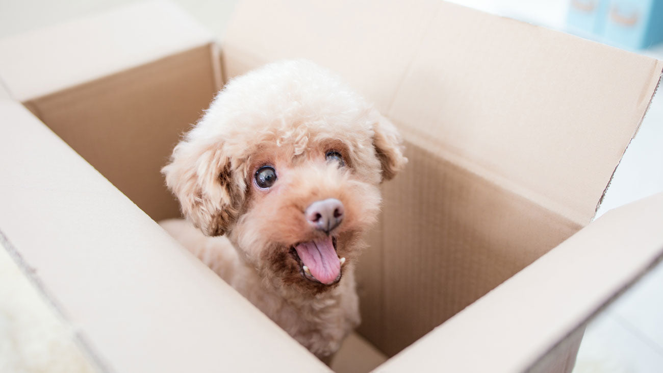 Puppy in an open cardboard box smiling at the camera