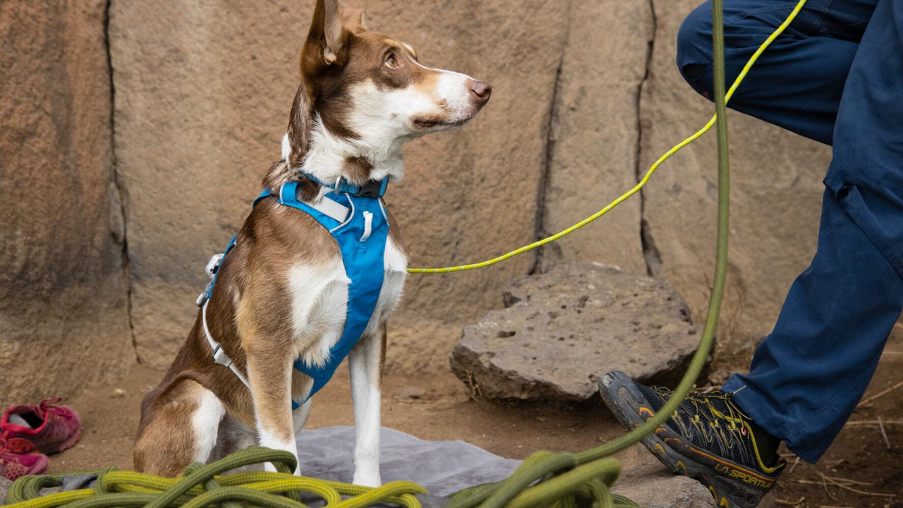 Ruffwear Flagline™ Dog Harness