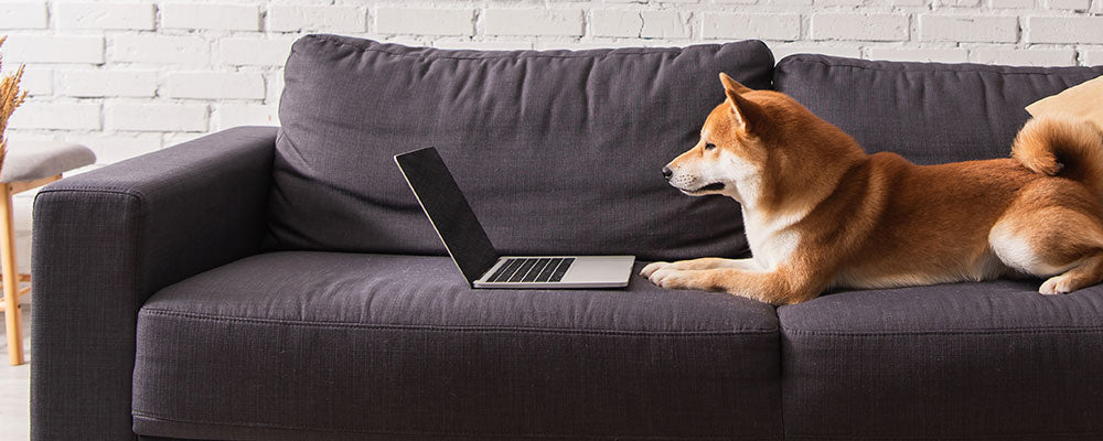 Shubu inu dog looking at a laptop while lying on a sofa 