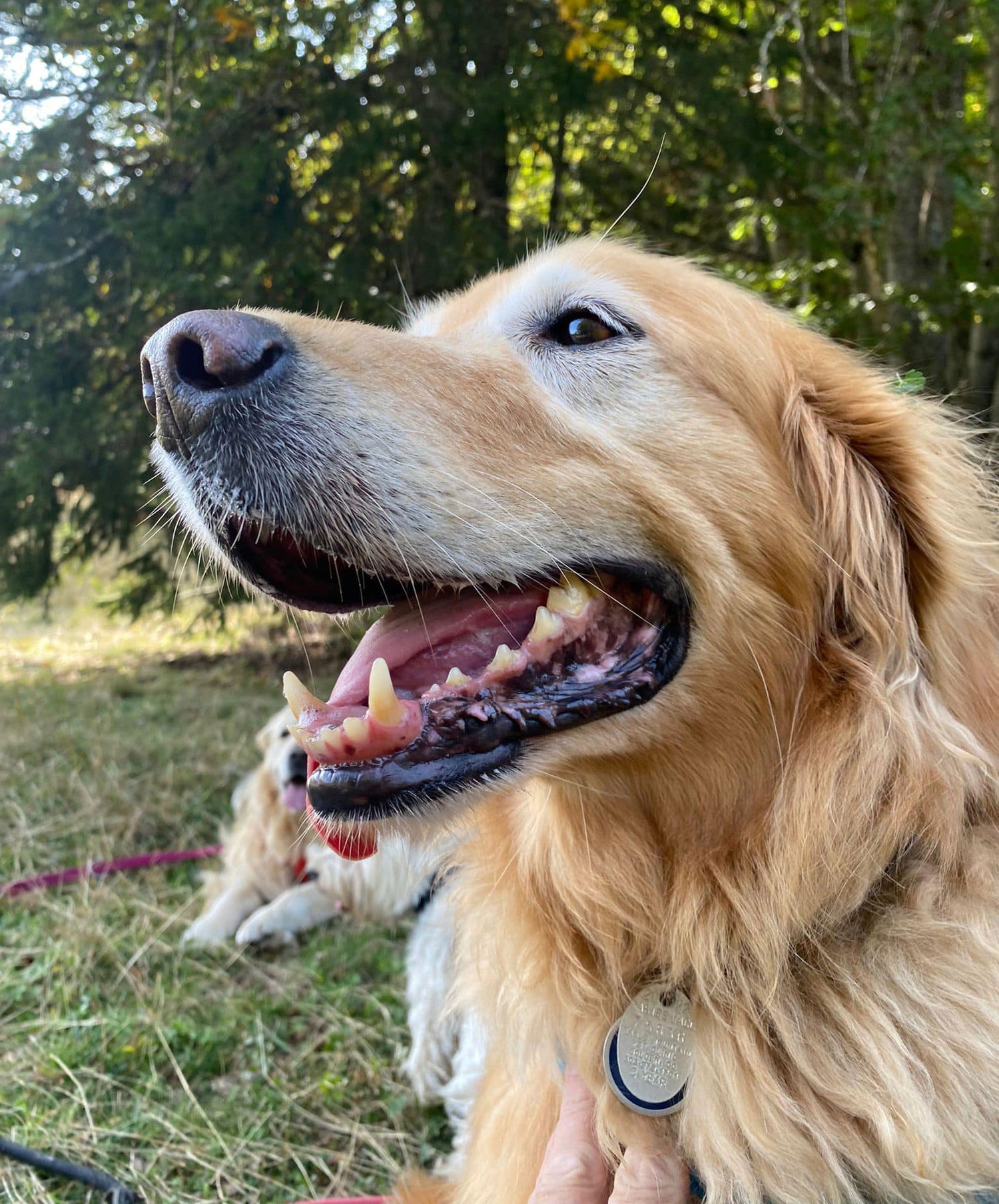 Happy Golden Retriever dog sitting outdoors in the wood smiling 